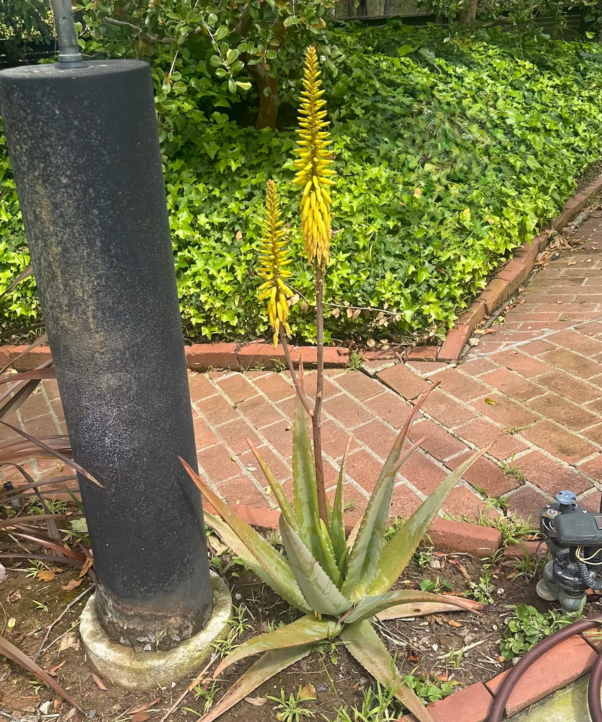 Aloe Vera