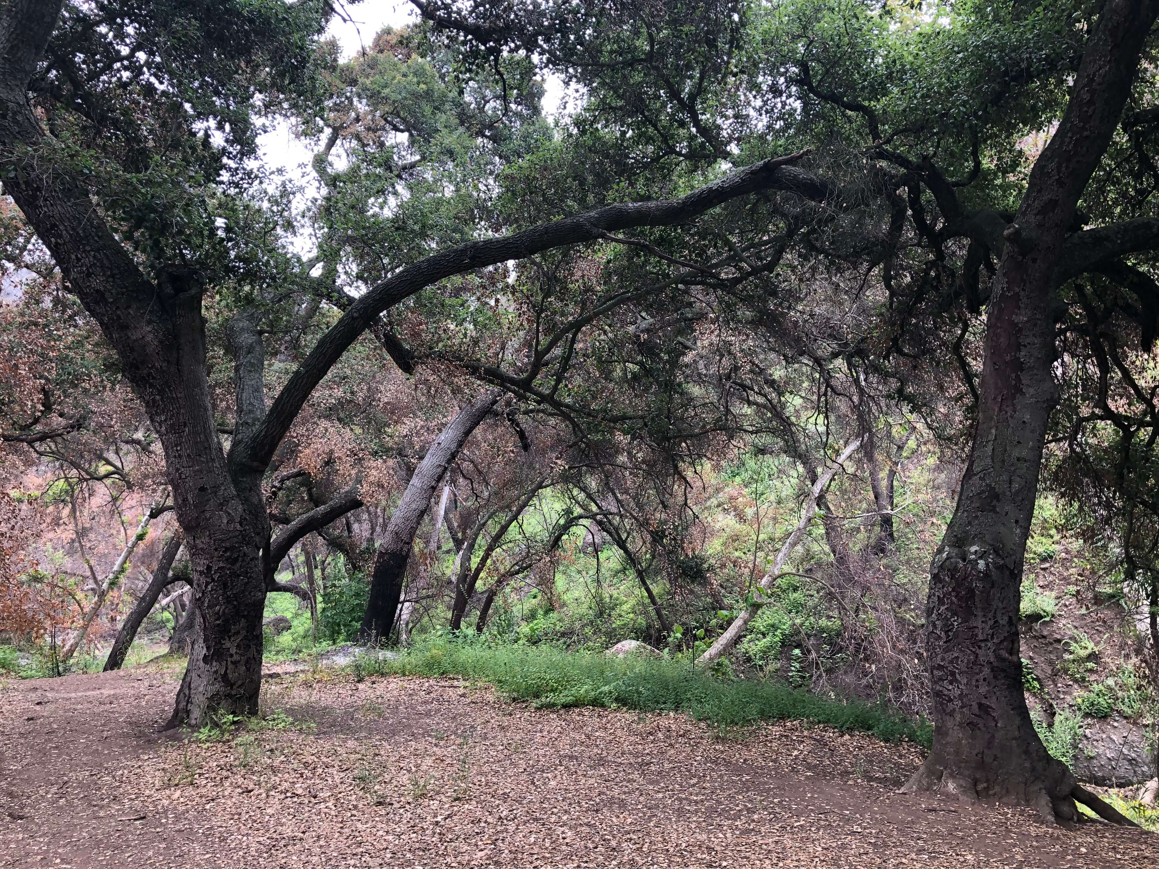 Coast Live Oak